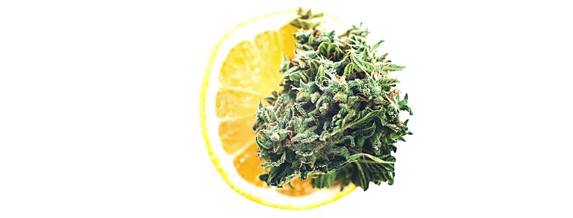 Marijuana Aroma