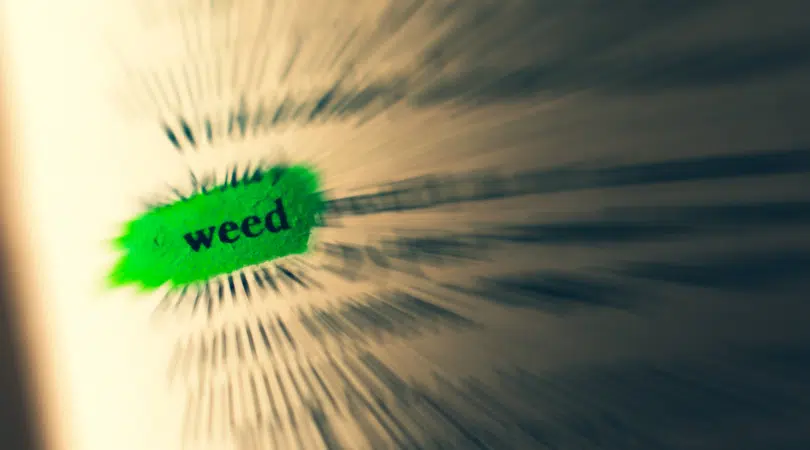 Marijuana Glossary