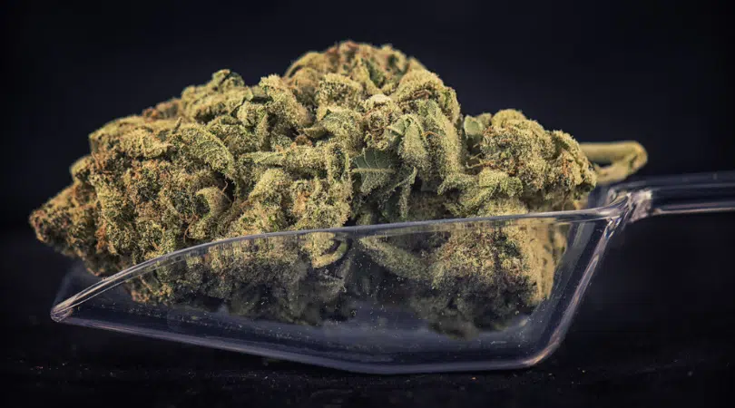 Nuken Strain Review