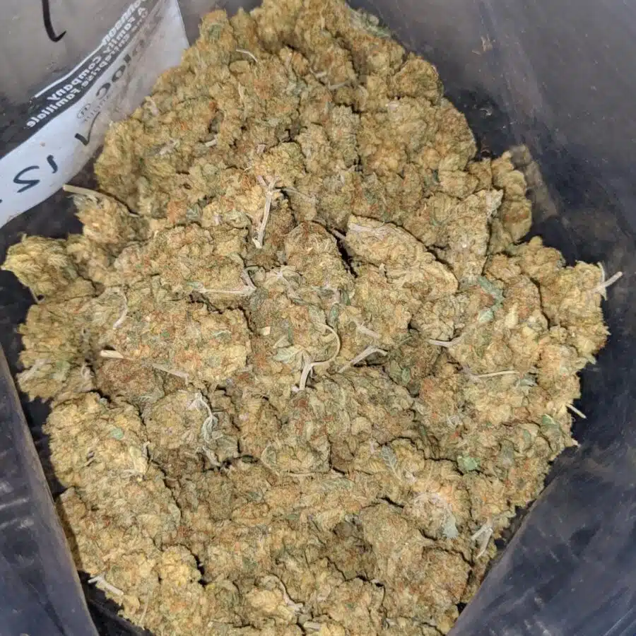 red haze aa 3 I california Haze