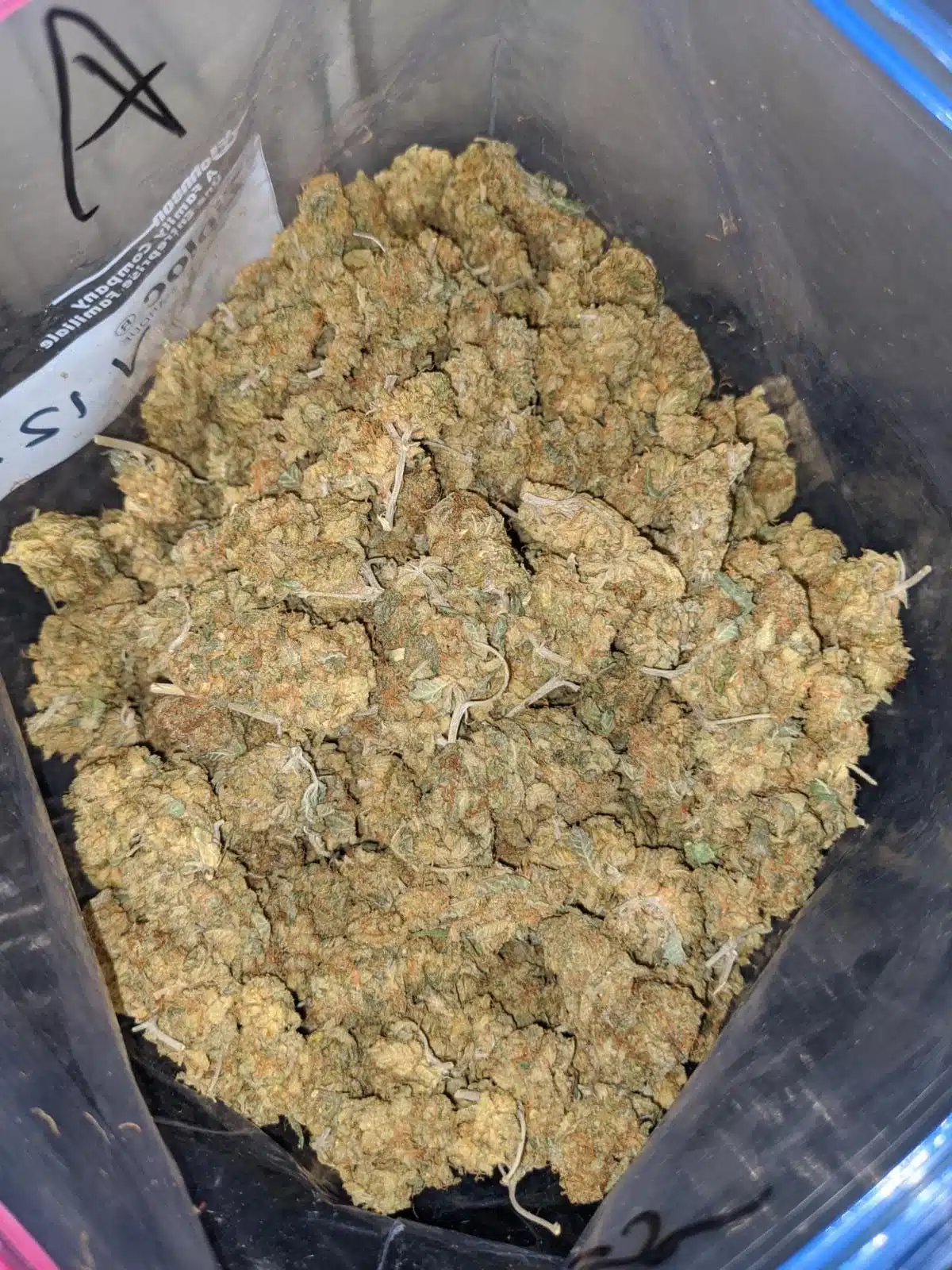 california Haze - Image 2