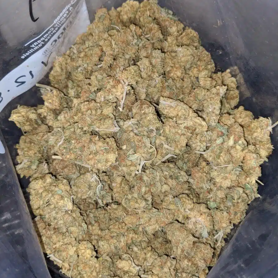 red haze aa 4 I california Haze