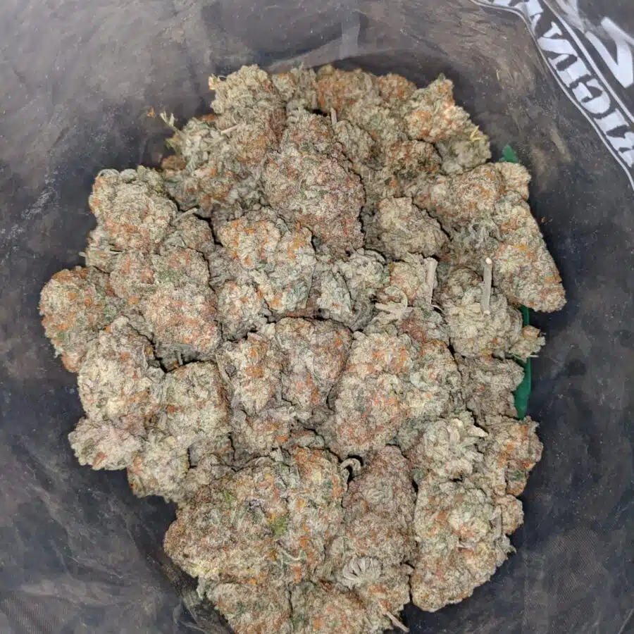 tangy orange 3 I Tangy Orange