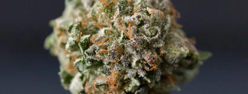 Astroboy Genetics & THC Content
