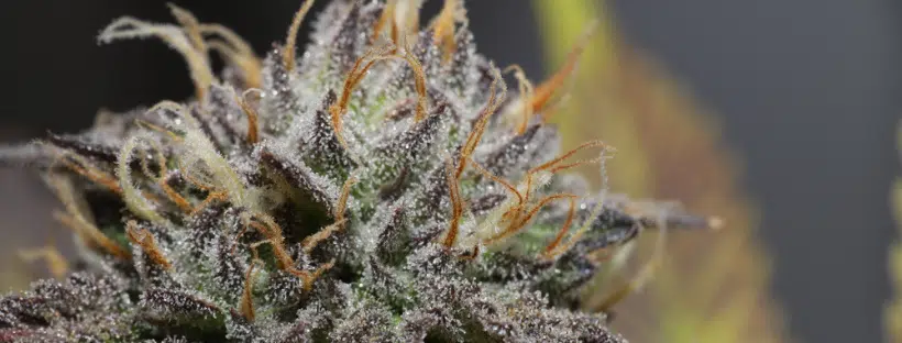 Bubba OG Appearance