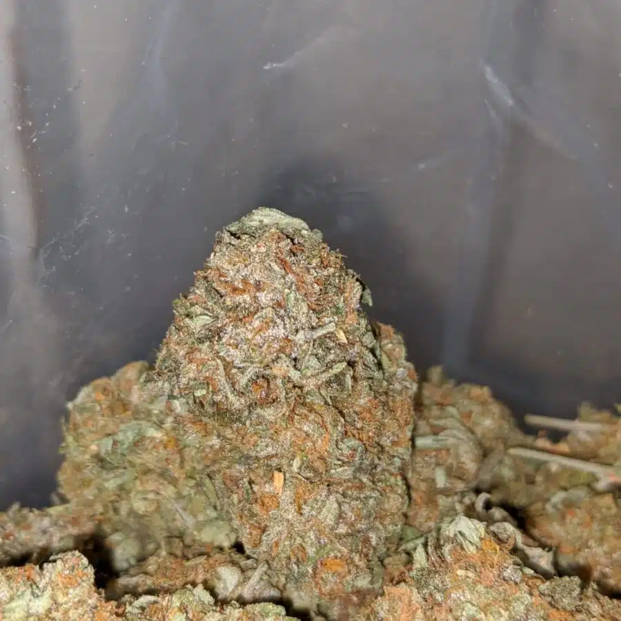 EAST COAST SOUR DIESEL 1 I East Coast Sour Diesel