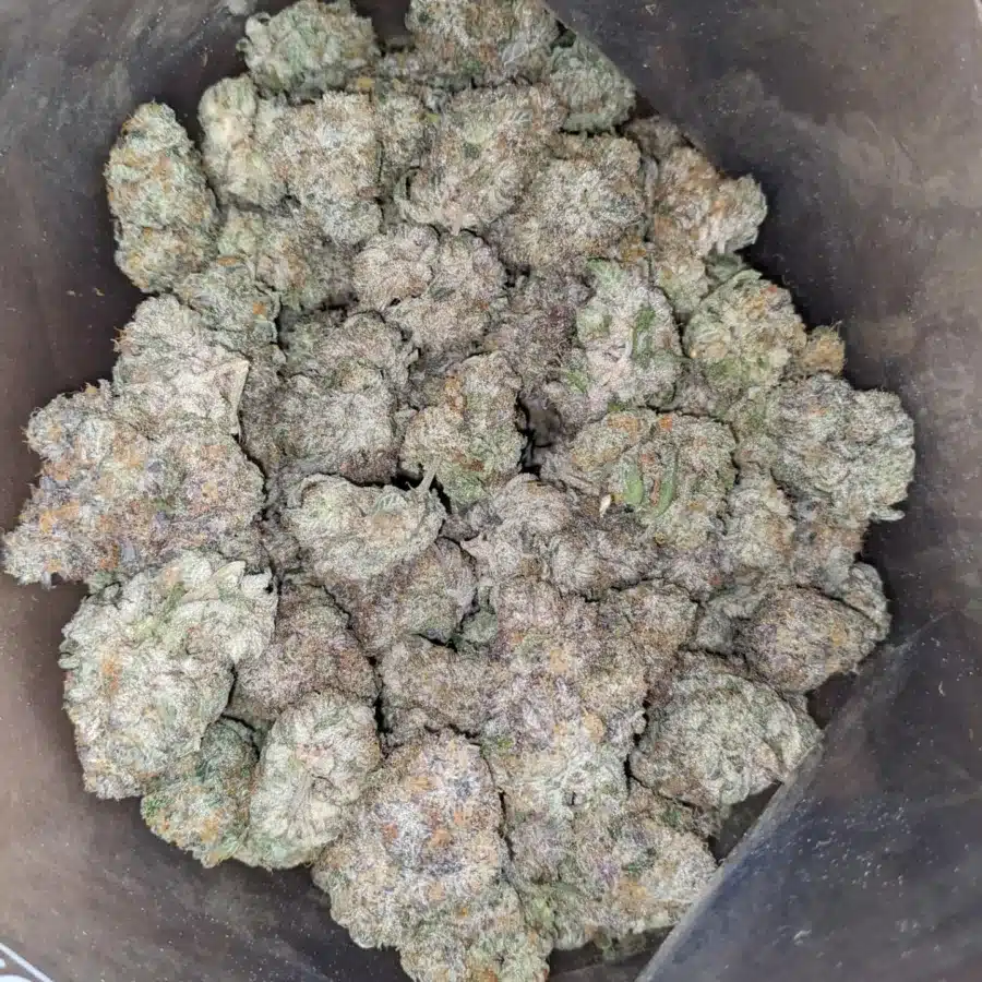 WhatsApp Image 2025 11 08 at 7.54.57 PM I Midnight Grape