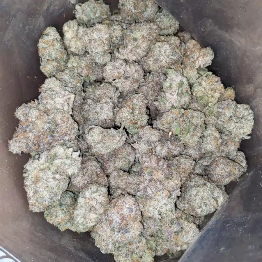 WhatsApp Image 2025 11 08 at 7.54.59 PM I Midnight Grape
