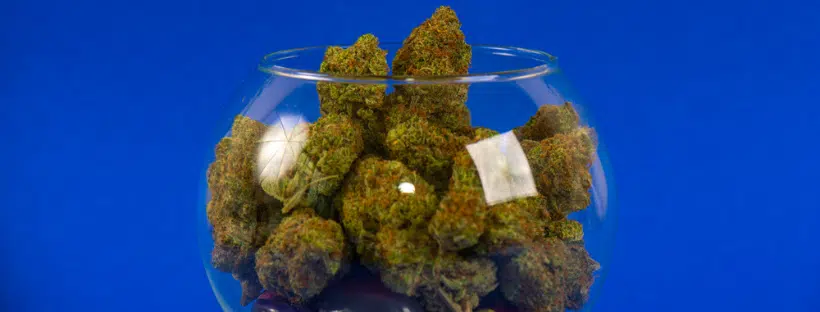 Where Does the Cannabis Cup Take Place