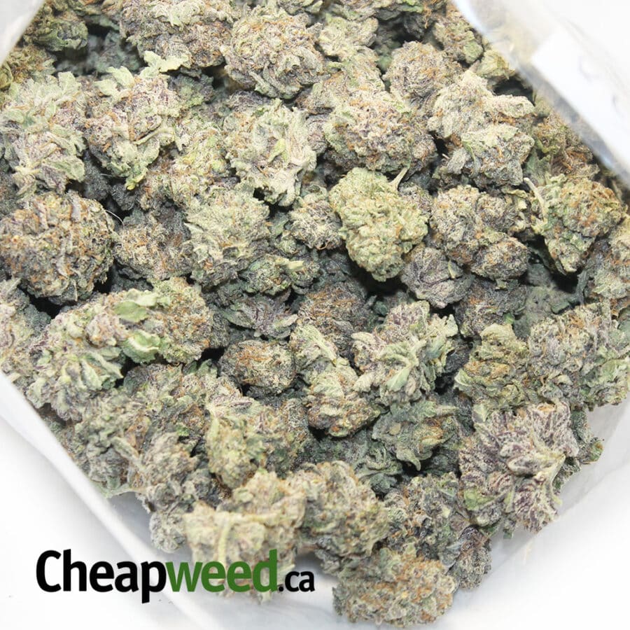 Purple Cauliflower - Image 3
