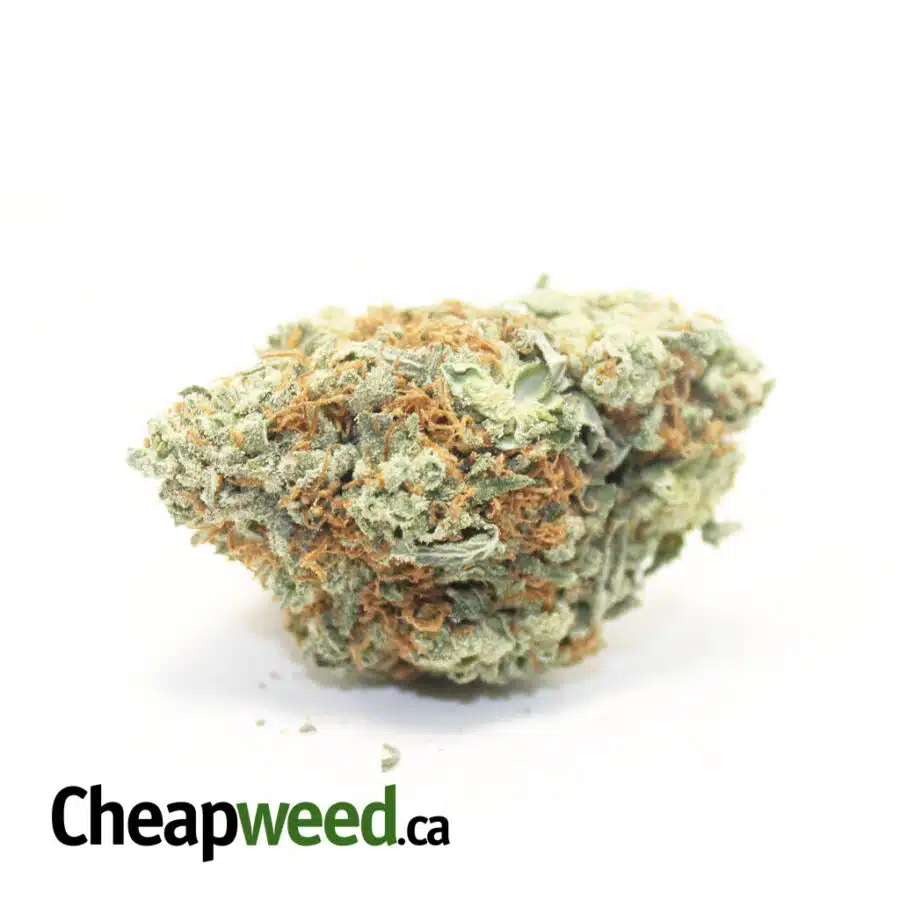 Tony's Select Hybrid #3