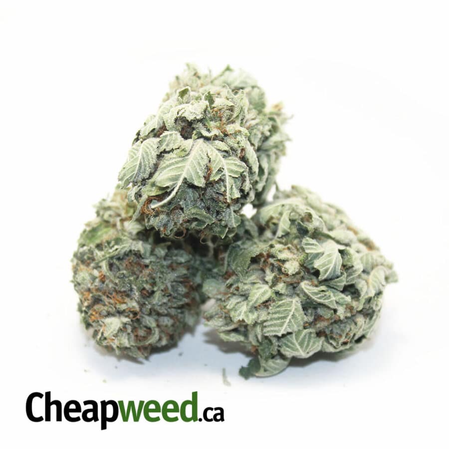 select indica 2 I Tony's Select Indica #2