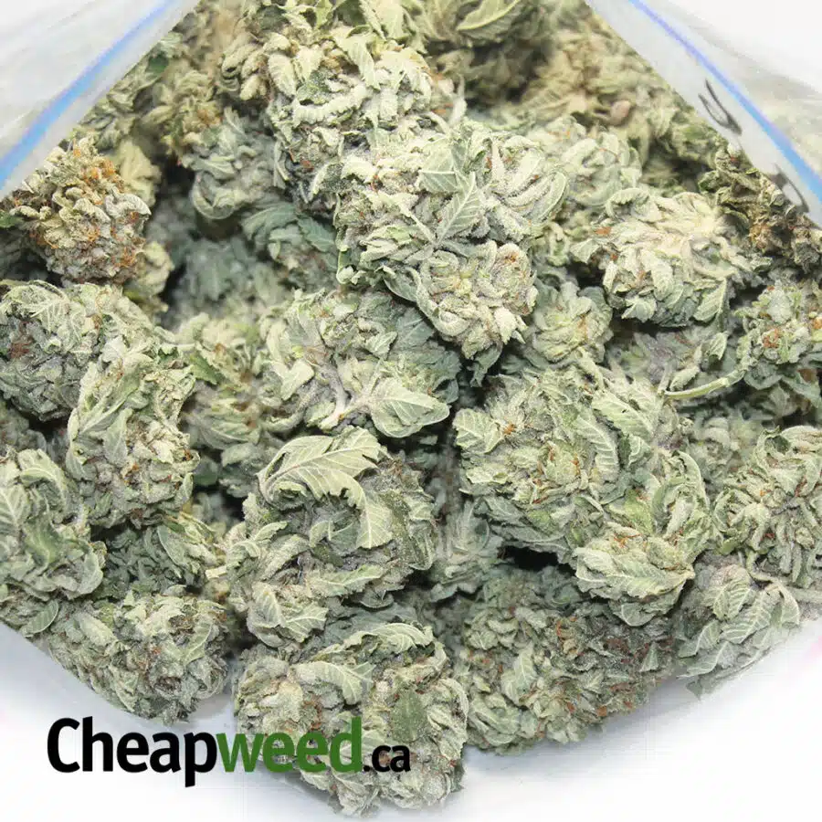 select indica 3 I Tony's Select Indica #2
