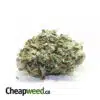$325 QP - Purple Gandalf AA+