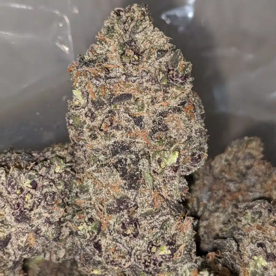 Alternative view of Blackberry Creamsicle