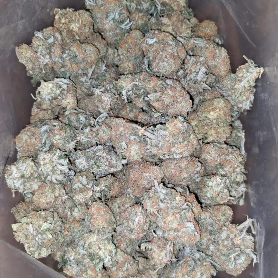 Headband og 1 I Headband OG