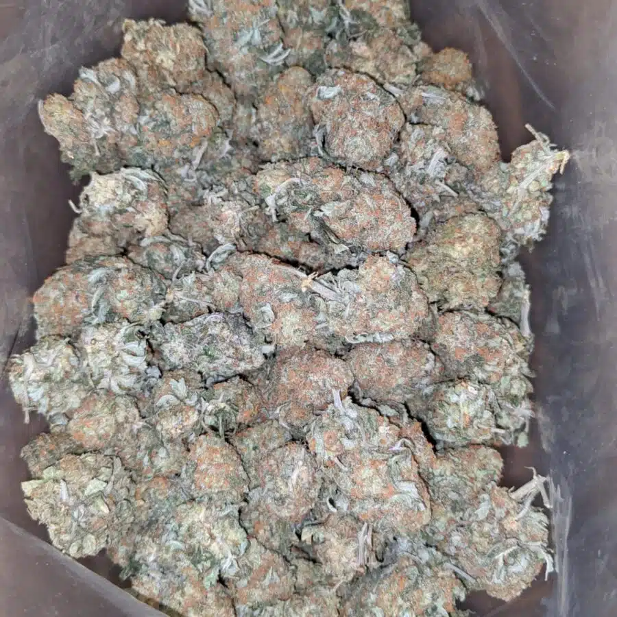 Headband og 2 I Headband OG