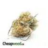 $111 Oz - Tony's Red Congolese