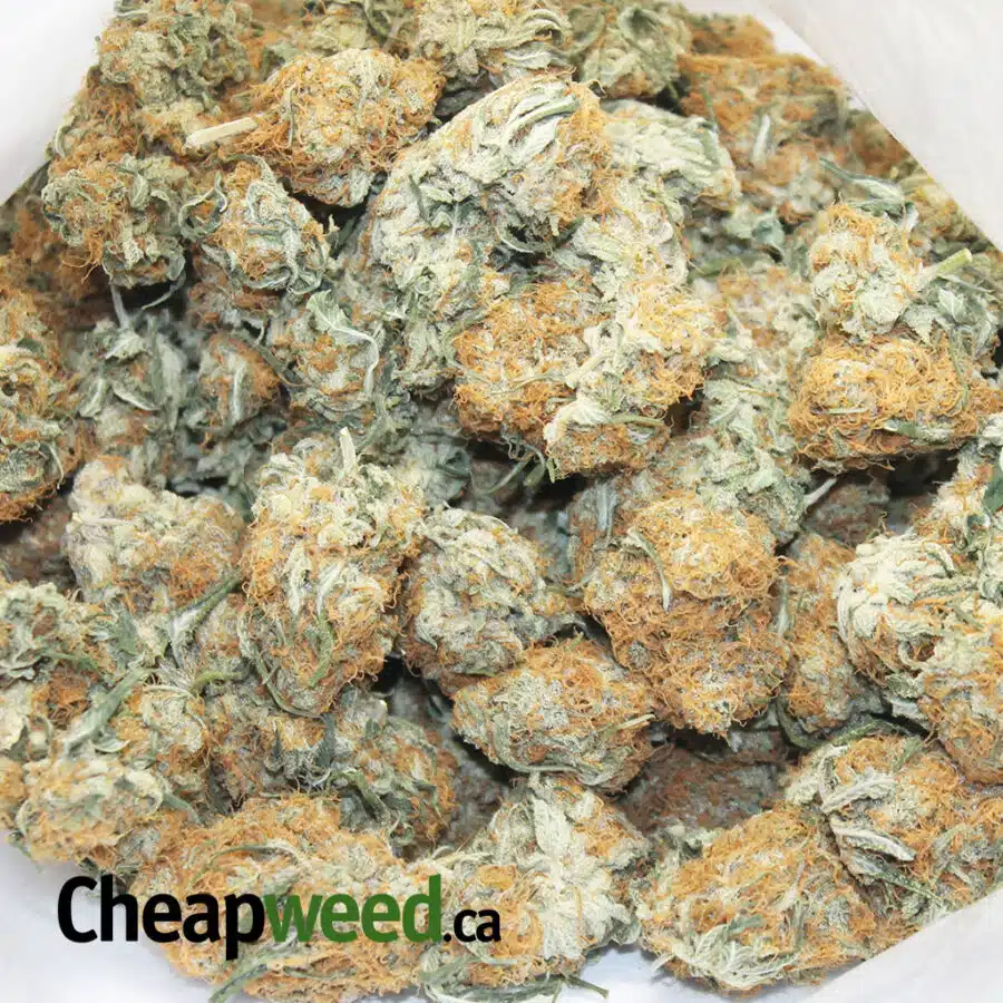 TONYS RED CONGO 3 I $111 Oz - Tony's Red Congolese