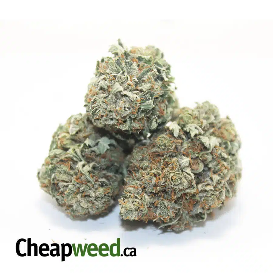 Alternative view of Tony's Select Indica #4
