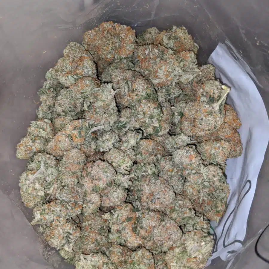 banana cream 4 I Banana Cream