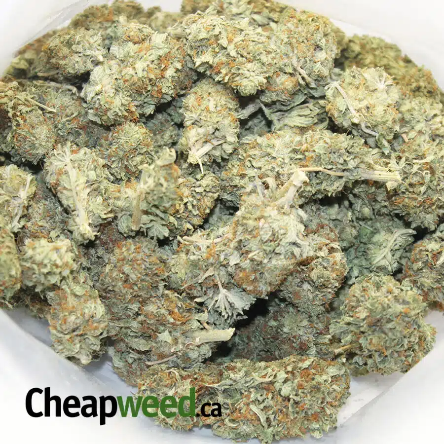 budget sour diesel 3 I Budget Sour Diesel