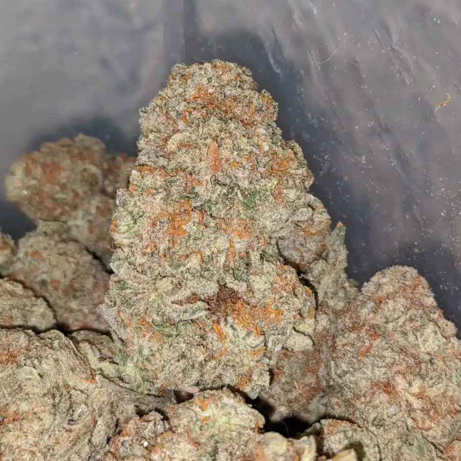 diesel cookies 1 I Diesel Cookies