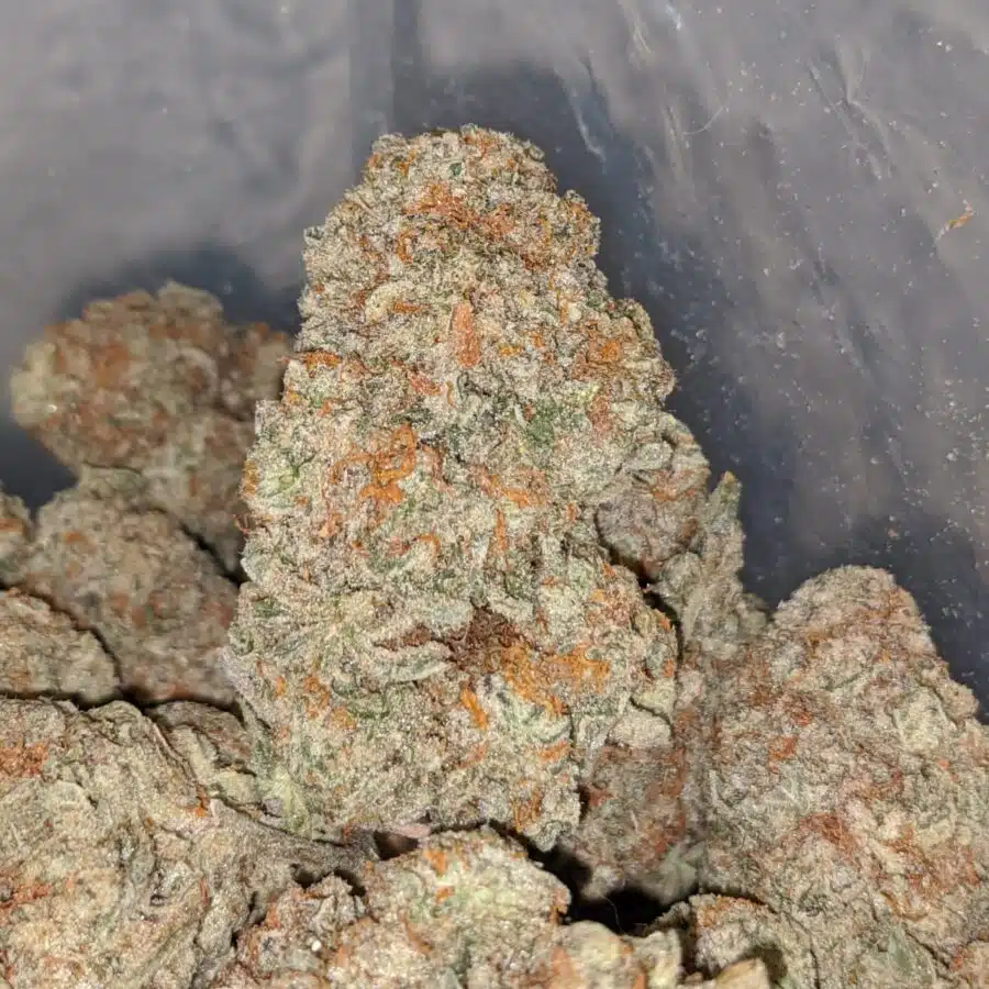 diesel cookies 2 I Diesel Cookies