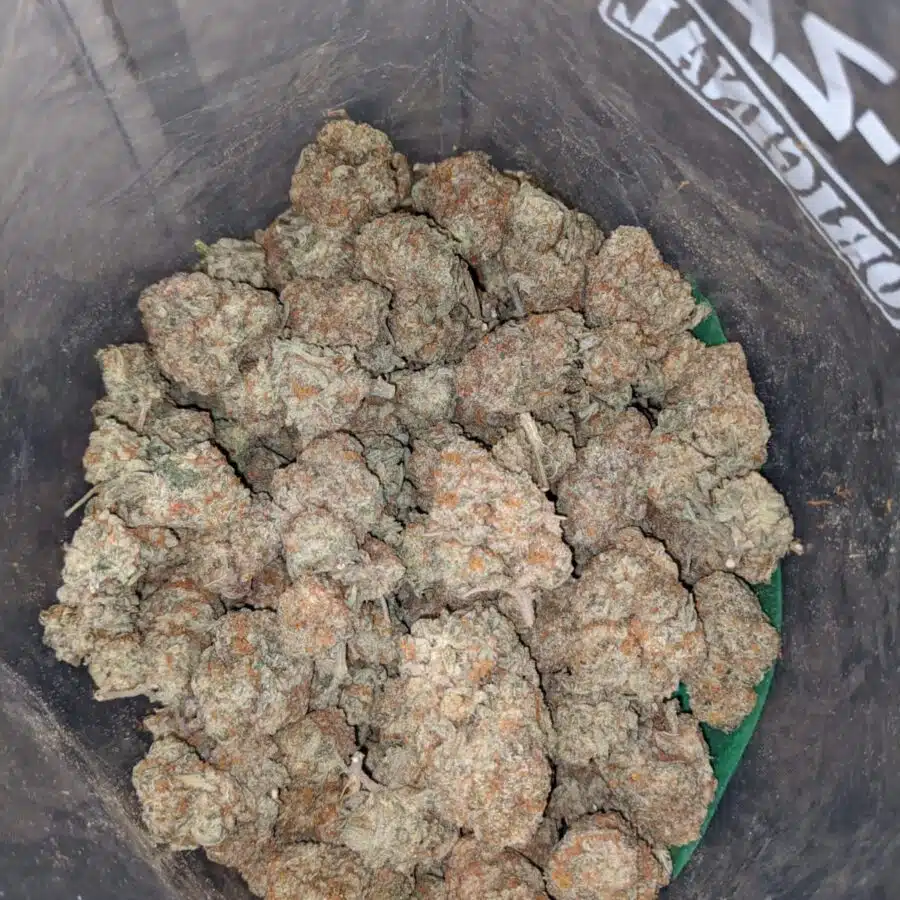 diesel cookies 3 I Diesel Cookies