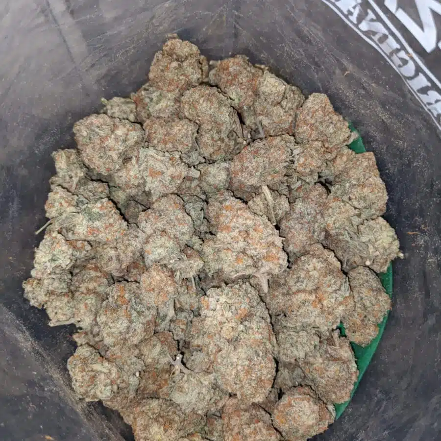 diesel cookies 4 I Diesel Cookies