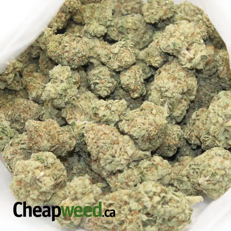 Alternative view of $119 OZ - Phenom (BLOWOUT PRICE)