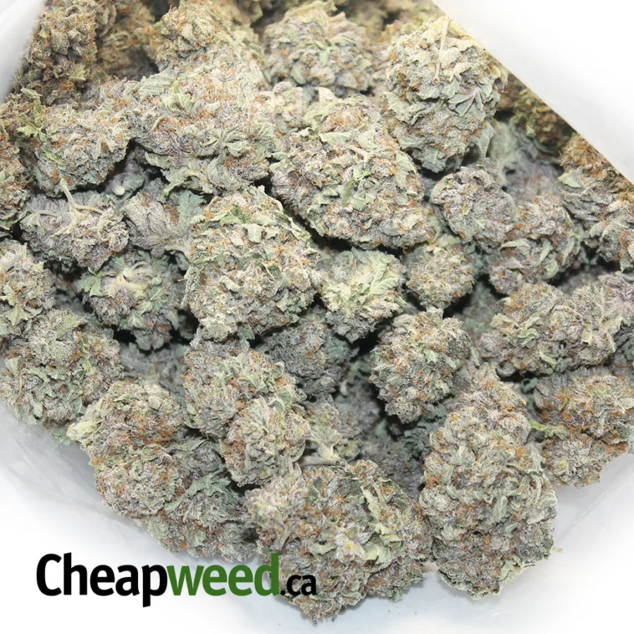 purple widow 1 I $99 Oz - Purple Widow
