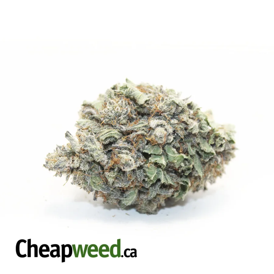 $99 Oz - Purple Widow