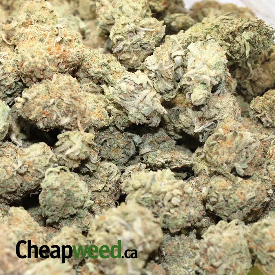 romulan 3 I $99 Oz - Romulan