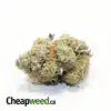 Select Sativa #3