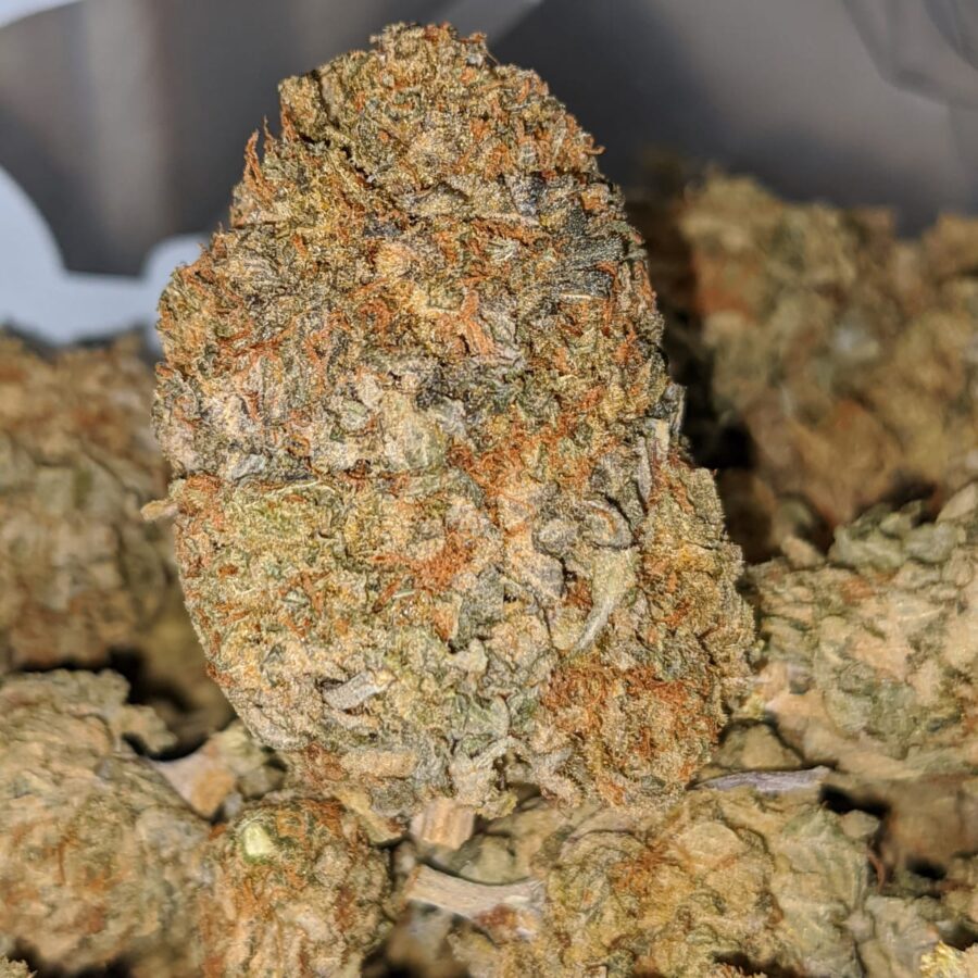 sour wreck bs 2 I Sour Wreck Bulk Special