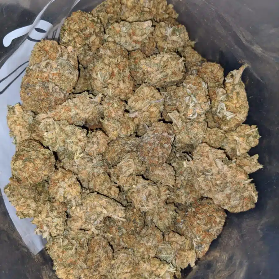 sour wreck bs 3 I Sour Wreck Bulk Special
