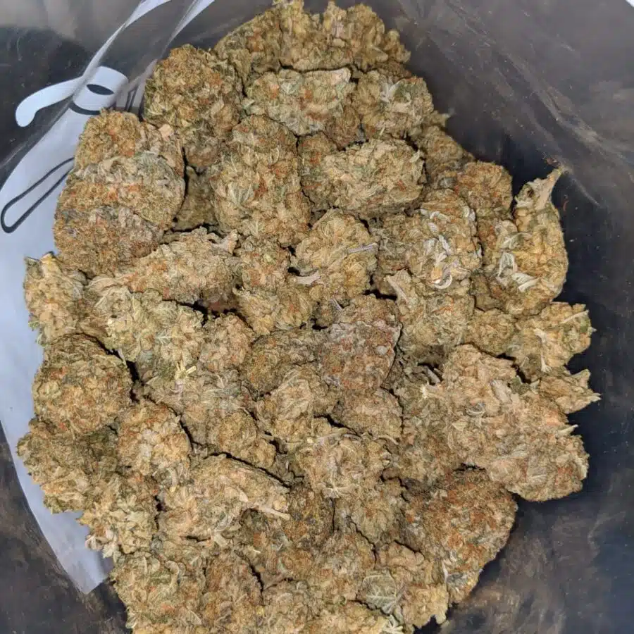 sour wreck bs 4 I Sour Wreck Bulk Special