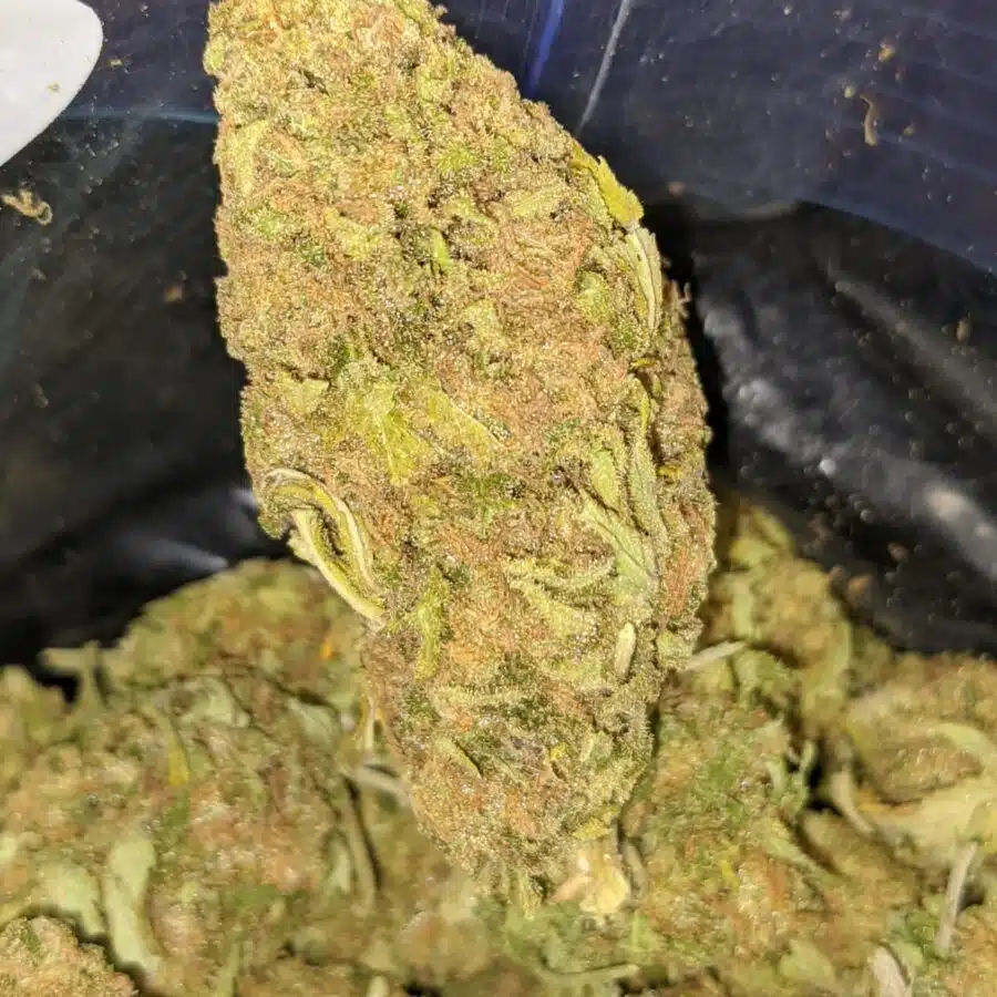 thai haze aa 1 I Thai Haze AA+