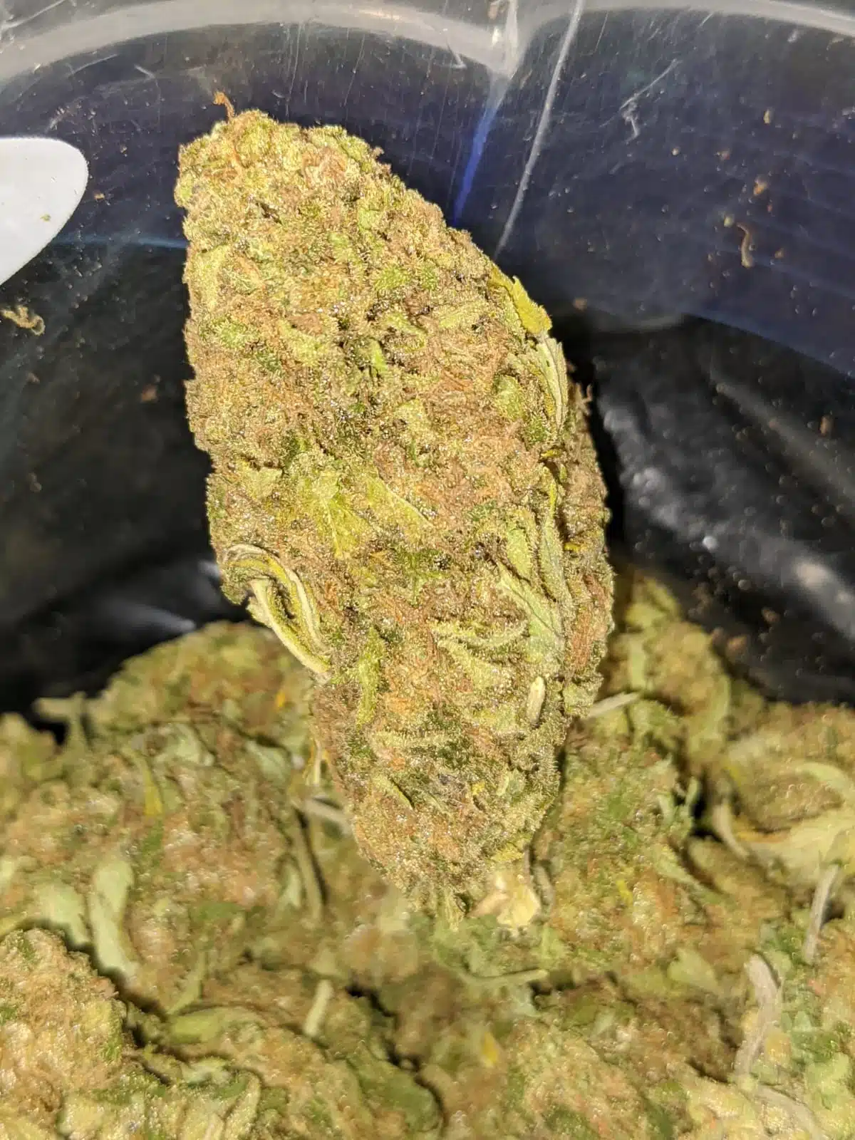 Thai Haze AA+ - Image 5