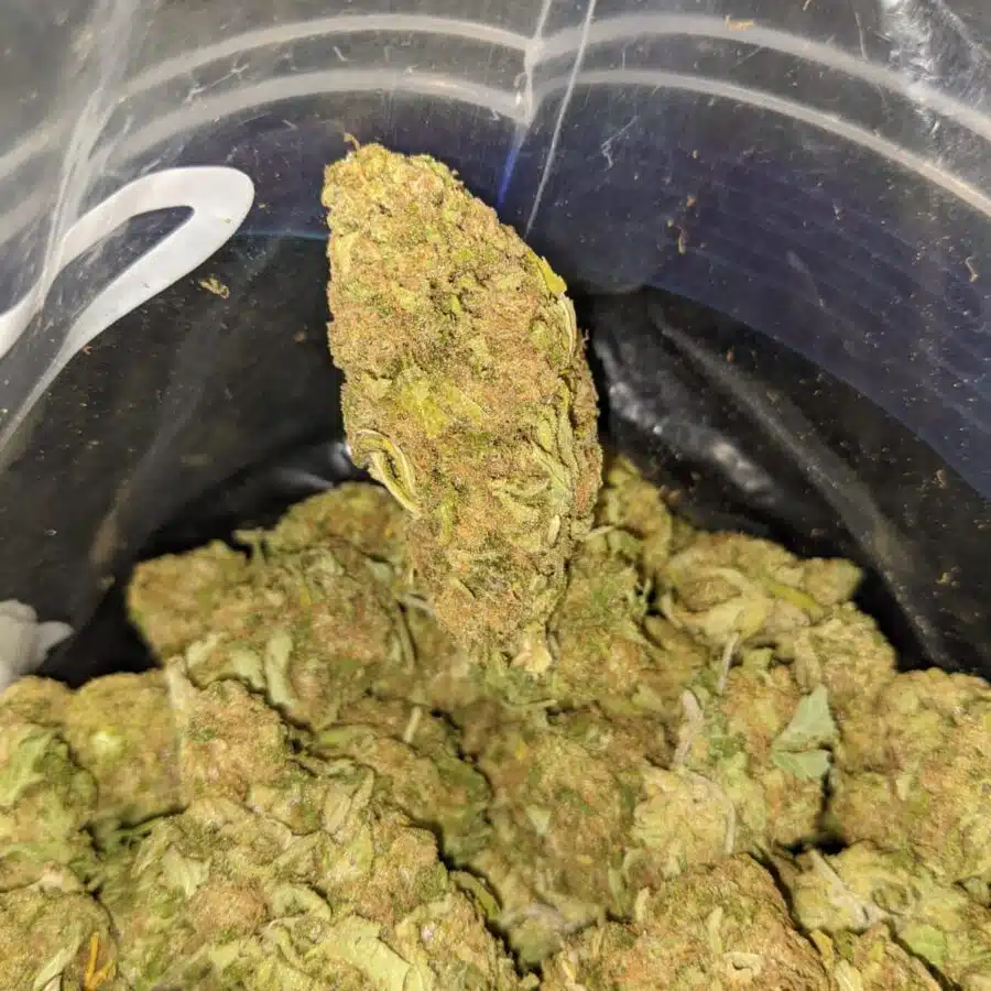 thai haze aa 2 I Thai Haze AA+