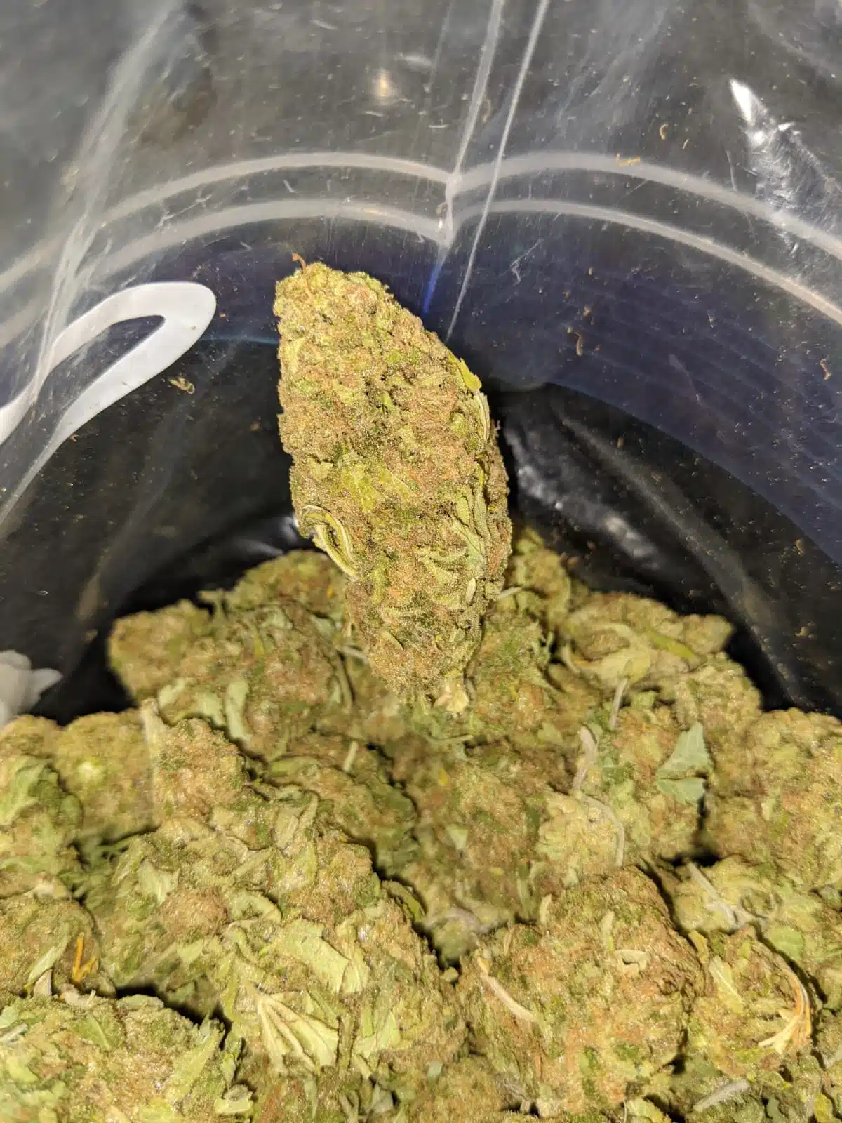 Thai Haze AA+ - Image 4