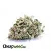 Cherry Soda Kush