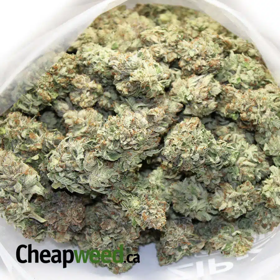 CHERRY SODA KUSH 3 I Cherry Soda Kush