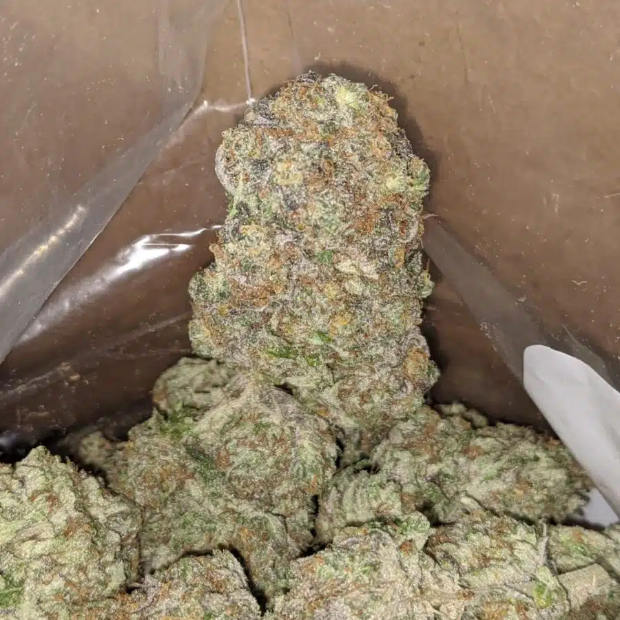 MIMOSA PUNCH 4 I Mimosa Punch
