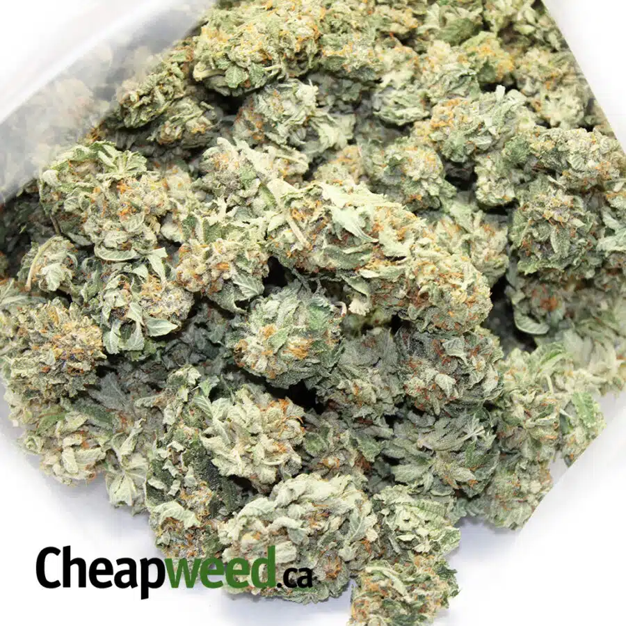 green bubba kush 3 I Green Mango