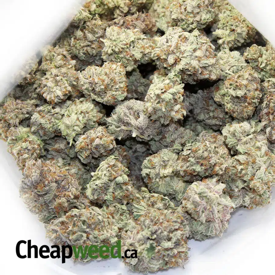purple ghost train haze 3 I Purple Ghost Train Haze