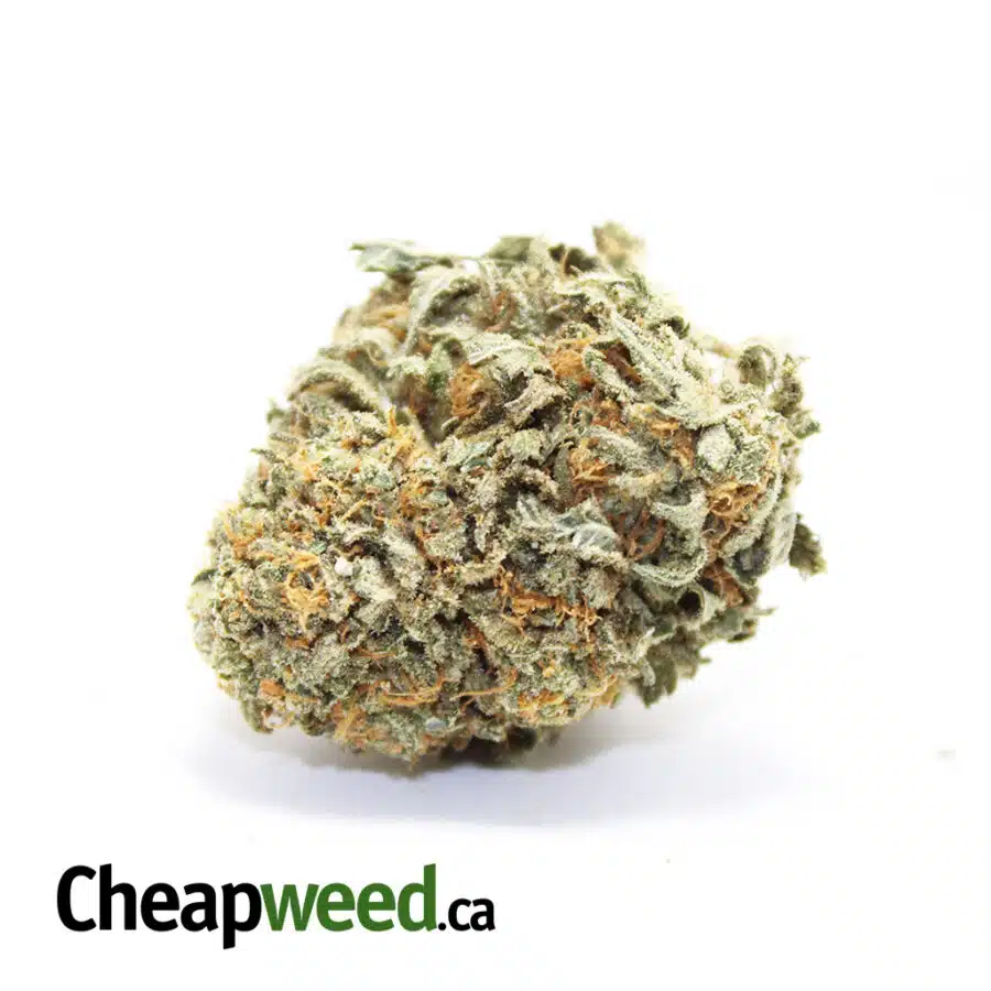 Royal Bubba