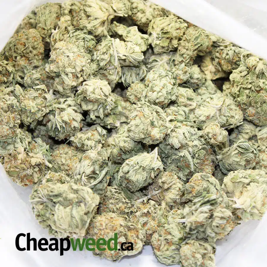 royal bubba 3 I Royal Bubba