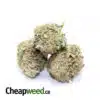 Tony's Select Sativa #7